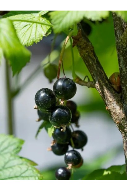 Смородина чорна Фараон